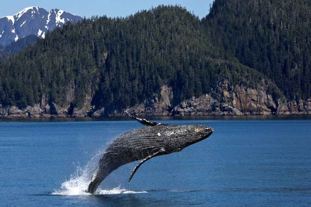 Vessel Strikes on Whales Are Increasing With Warming&nbsp;Oceans