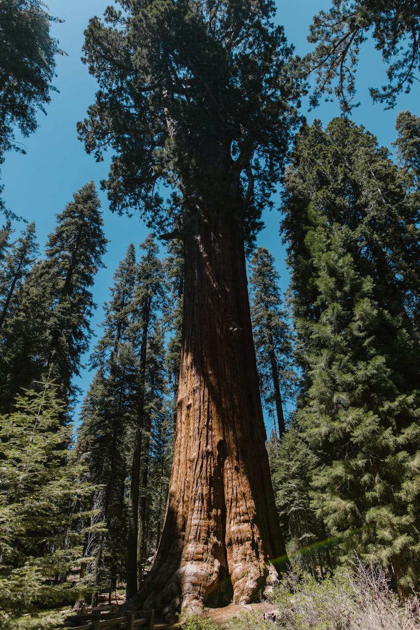 Meet General Sherman – the Largest Tree in the&nbsp;World