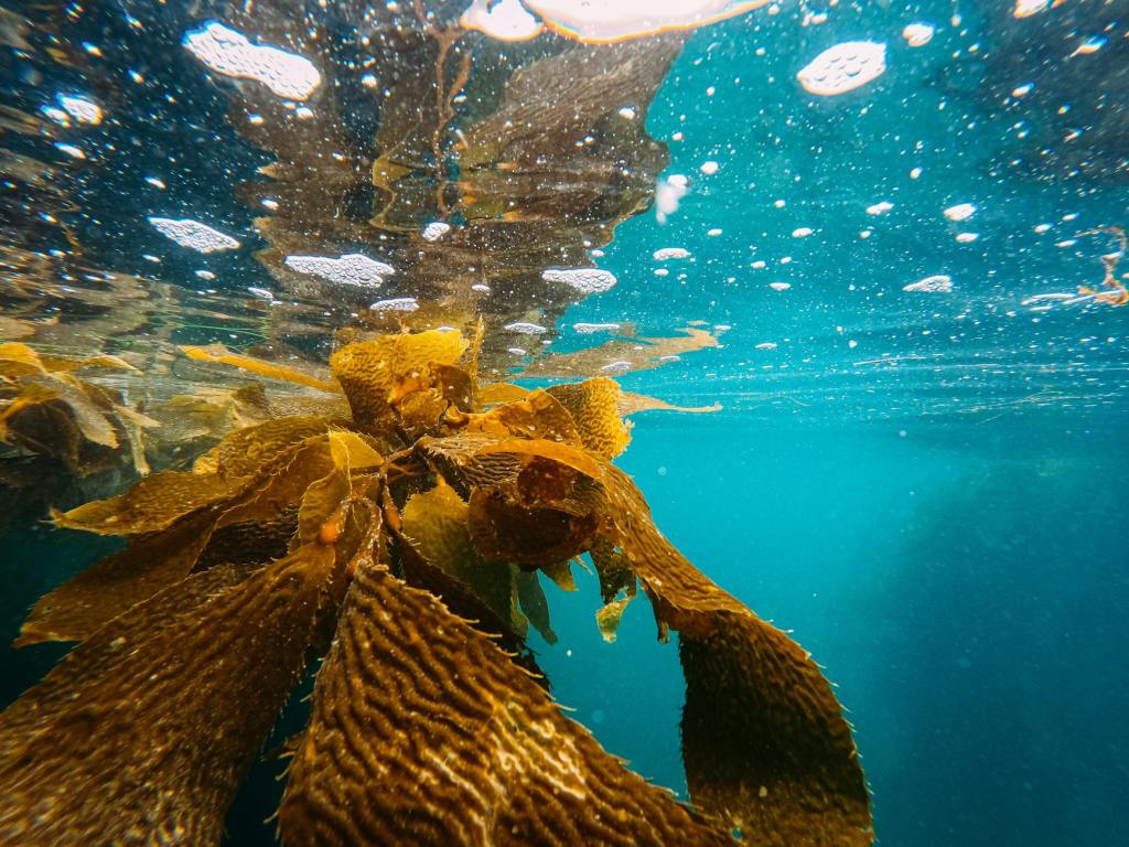 How Kelp Farms, an ‘Environmental Powerhouse,’ Can Help Mitigate Climate&nbsp;Change