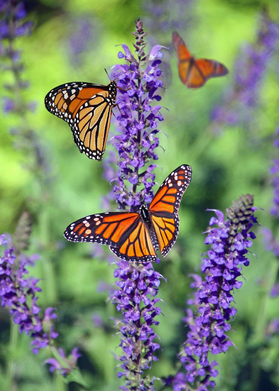 Monarch Butterflies’ Mass Die-Off In 2024 Caused By Pesticide Exposure –&nbsp;Study