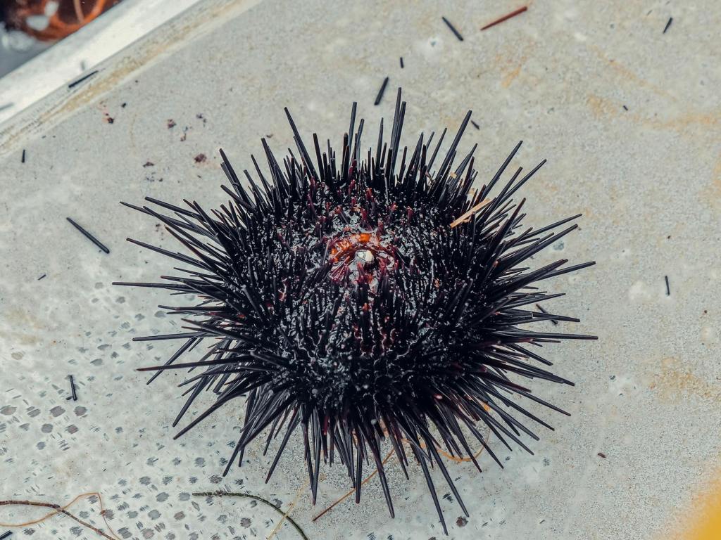 Sea Urchin Species On Brink Of Extinction After Marine&nbsp;Pandemic