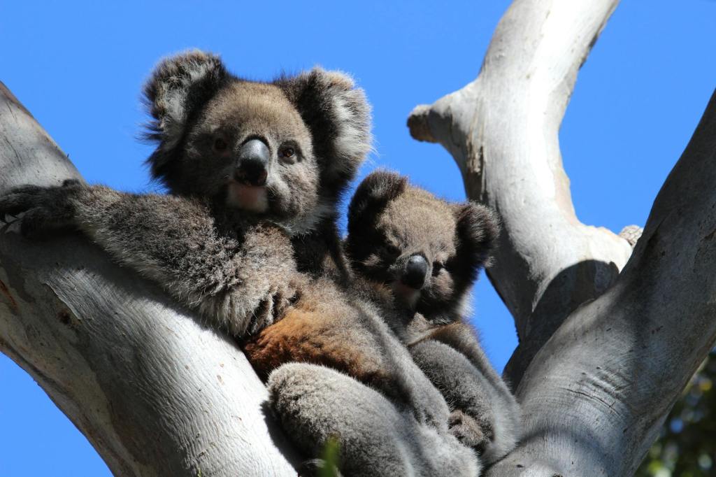 In Australia This Bridge Reconnects Wilderness For Quolls,&nbsp;Koalas